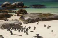 Penguins at Boulders Beach